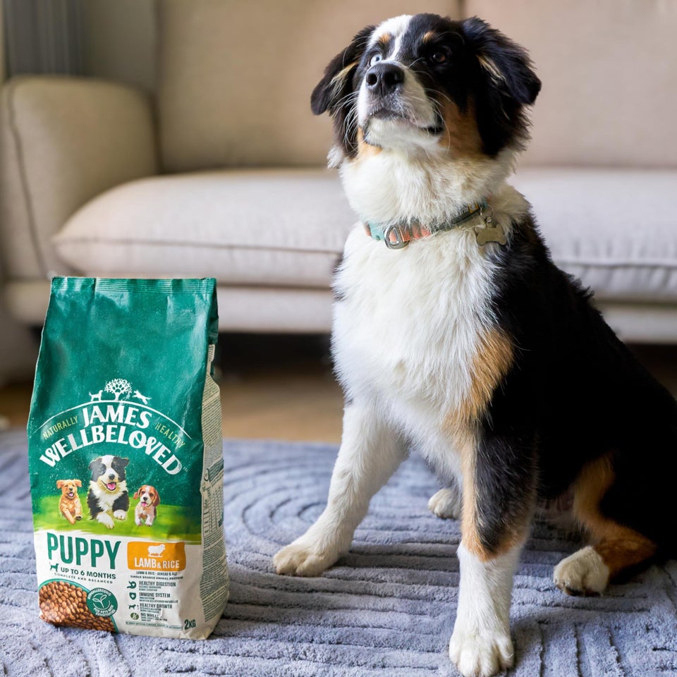 Hipoalergiczna Sucha Karma dla Szczeniąt Bogata w Jagnięcinę 2 kg