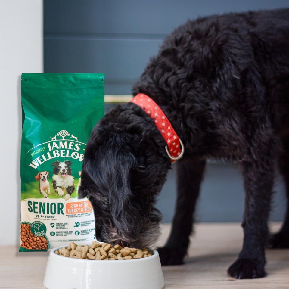 Hipoalergiczna Sucha Karma dla Starszych Psów Bogata w Indyka 2 kg