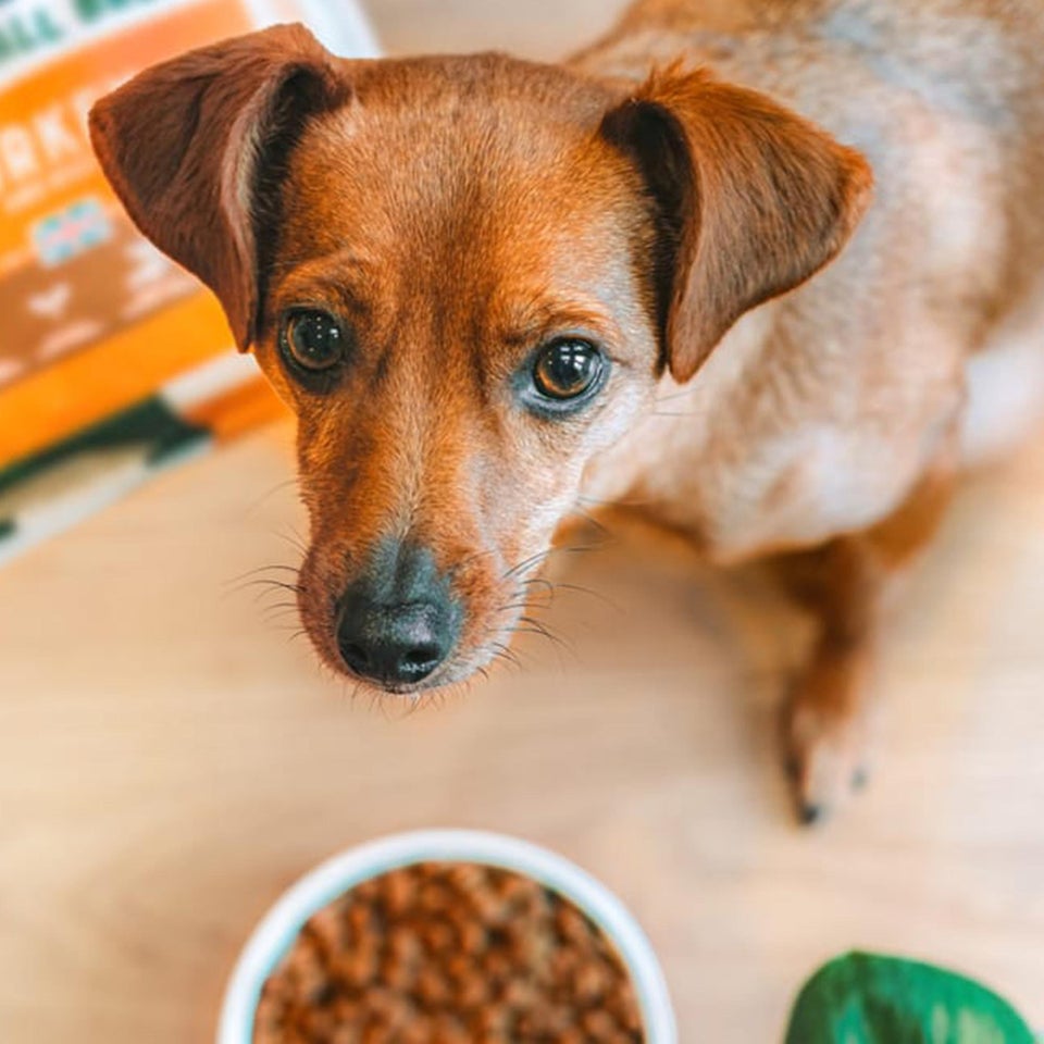 Hipoalergiczna Sucha Karma dla Dorosłych Psów Małych Ras Bogata w Indyka 1,5 kg