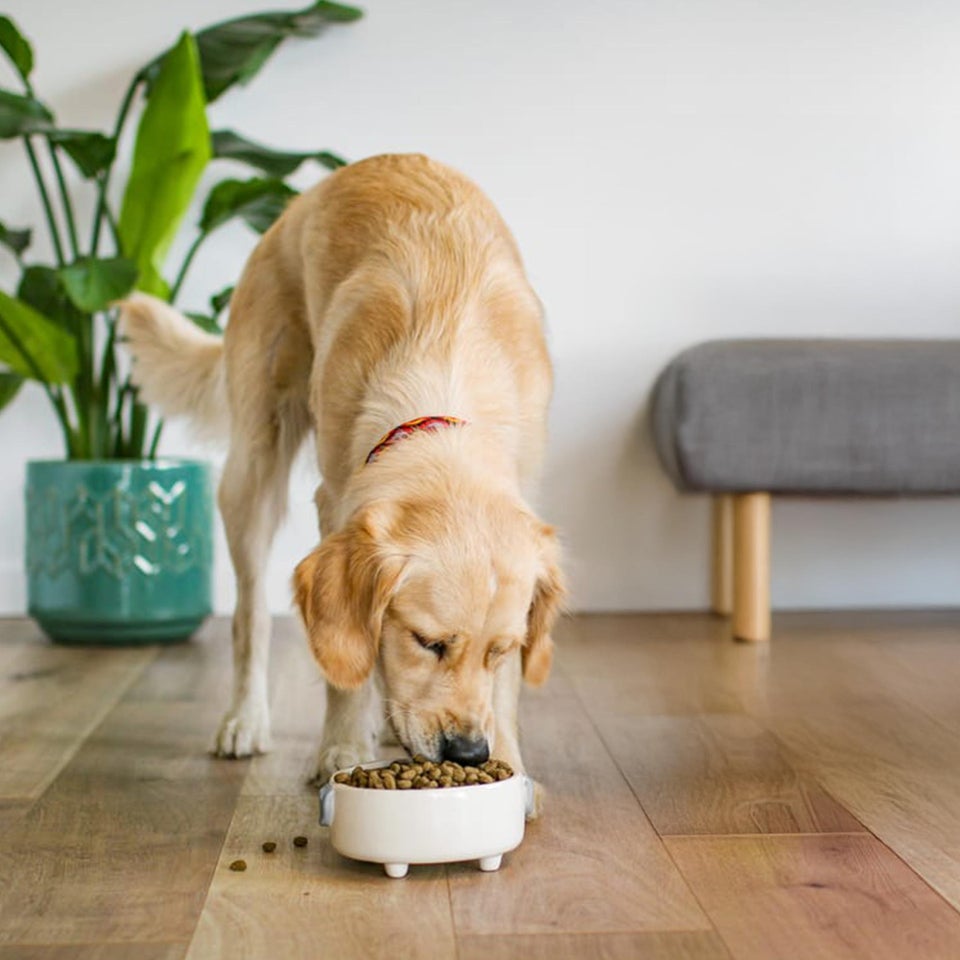 Hipoalergiczna Bezzbożowa Sucha Karma dla Dorosłych Psów Bogata w Indyka 1,5 kg
