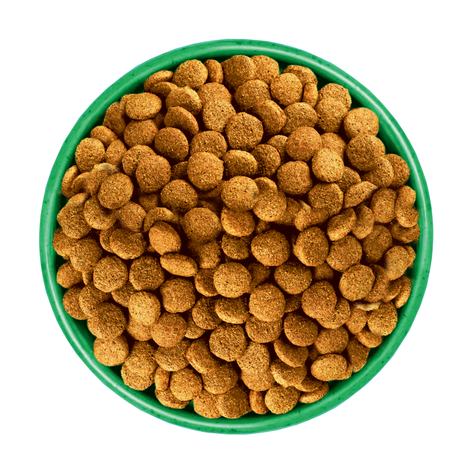 Adult Lamb Dry Dog Food Plant Power