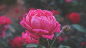 Rose Beauty Products | Colour Of The Week