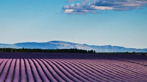 Lavender Beauty Products: Colour Of The Week