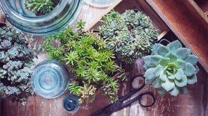 Have a garden makeover and save the planet!