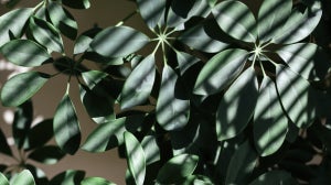 Biophilia Interiors – Indoor Gardening Ideas