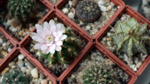 How to Grow Plants Indoors