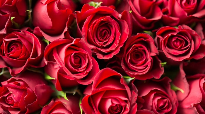 bed of red roses