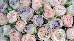 Step into Spring with McQueens
