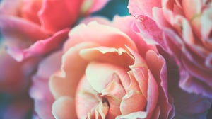 Ingredient Focus: Benefits of the Rose