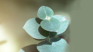 Ingredient in Focus: Eucalyptus Oil