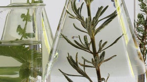 Demystifying Organic Skincare with Sanoflore