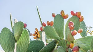 In the Spotlight: Prickly Pear Oil