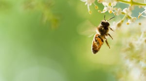 Bee Venom Skin Care