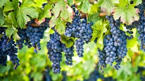 Grape Seed – Your Natural Antioxidant