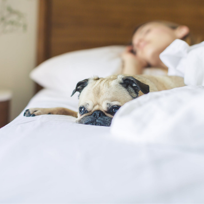 pug on bed with sleeping lady