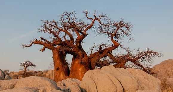 Poudre de baobab de Madagascar
