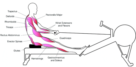 Máquina de remo: la más efectiva para brazos, abdomen y piernas