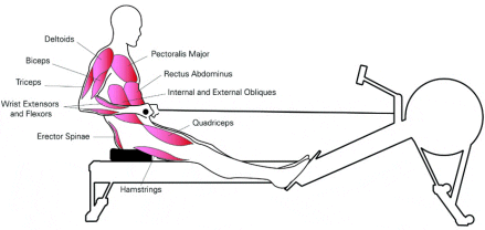 Errores comunes en la máquina de remo y cómo evitarlos - Blog de Fitness y  Entrenamientos Funcionales