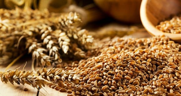 cereales granos de trigo