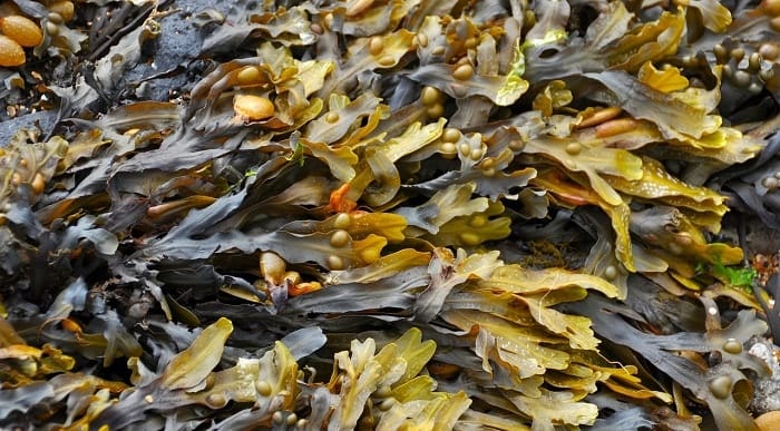 Propiedades de las algas marinas