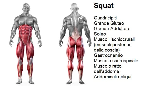 Muscoli coinvolti nello squat