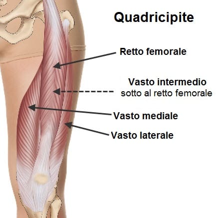 Muscoli della Coscia