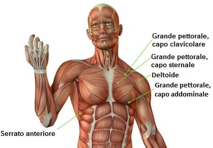 Muscoli coinvolti nella panca piana