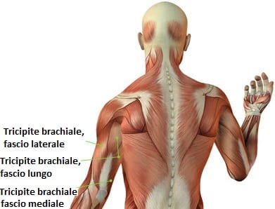 Muscoli coinvolti nella panca piana