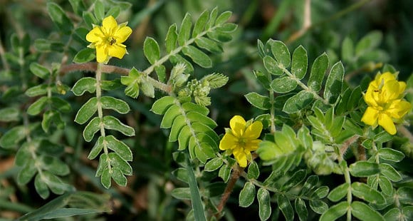 tribulus terrestris