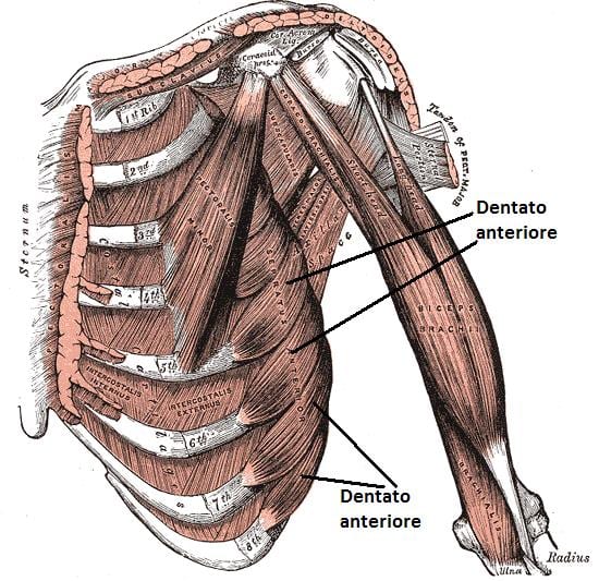 scapole