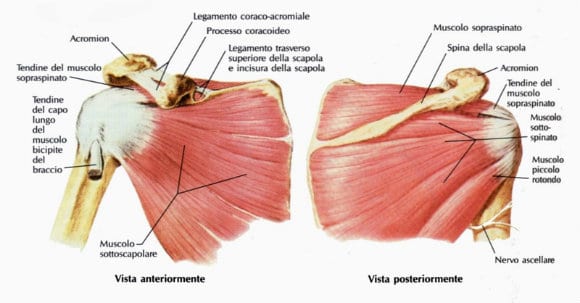 cuffia dei rotatori