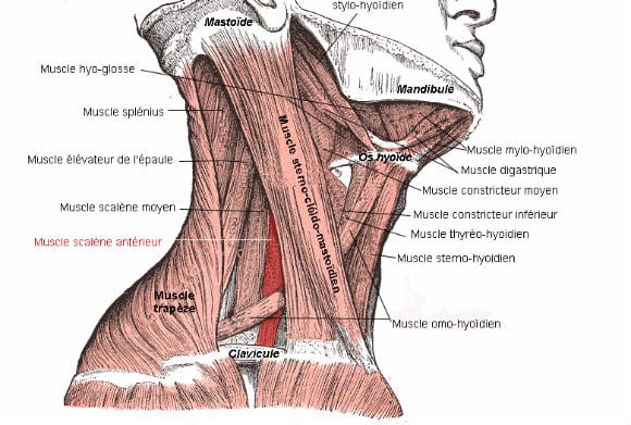 scalene_anterieur