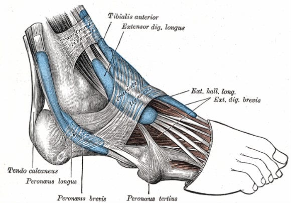 muscoli tibiali