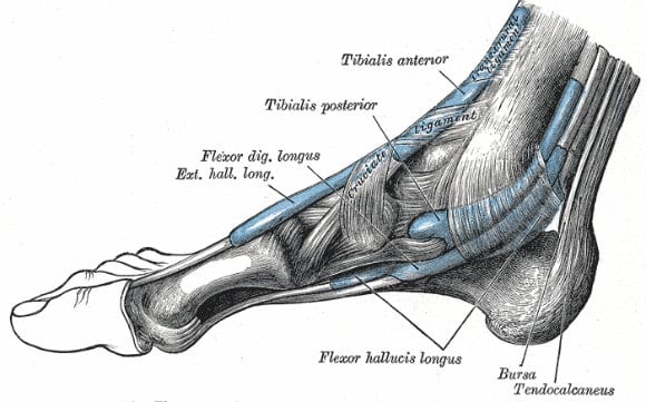 muscoli tibiali