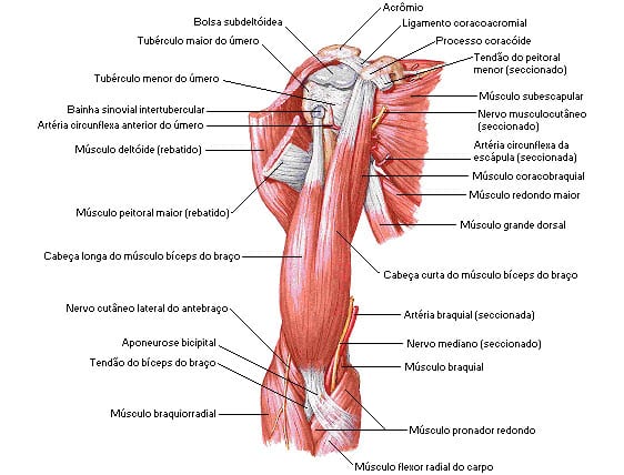músculos do braço