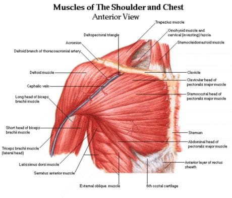 Chest Muscles Diagram Chest Muscles Anatomy – Anatomy Human Body