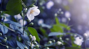 Aroma Focus: Bergamot and Jasmine