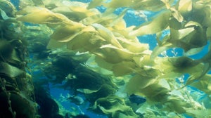The Beauty of Winged Kelp Extract