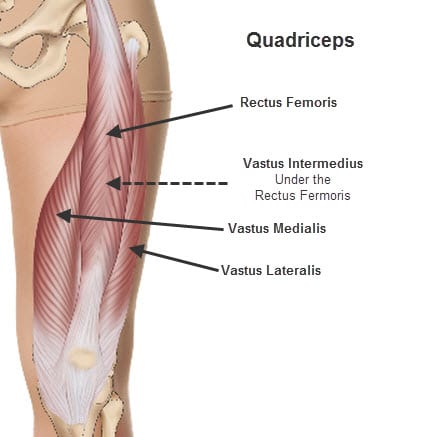 quads anatomy
