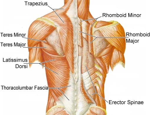 Back Muscles Anatomy