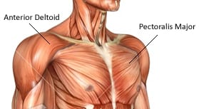 anterior deltoid