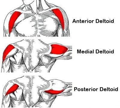 Shoulder Muscle Anatomy & Training Guide – StrengthLog