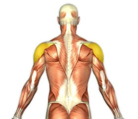 rear deltoid