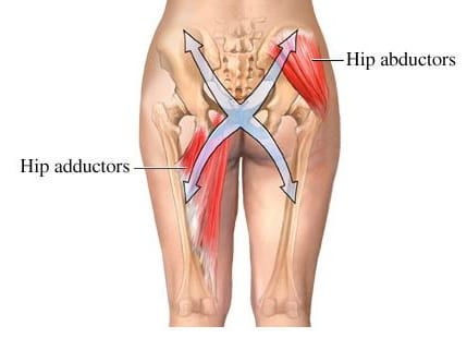 adductor and abductor muscles 