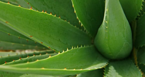 aloe vera