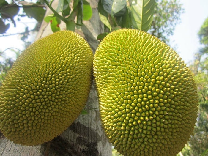 Ripe jackfruit