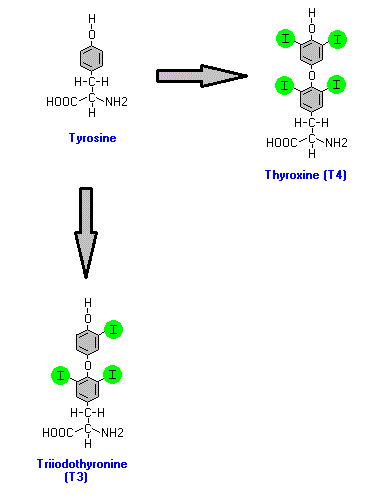 pajzsmirigy T3 T4