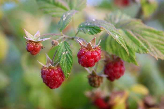 raspberries growing on plant