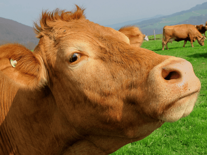 A cow looking smug or skeptical