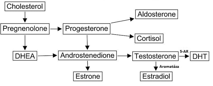 Androgénny hormón testosterón a jeho zvýšenie